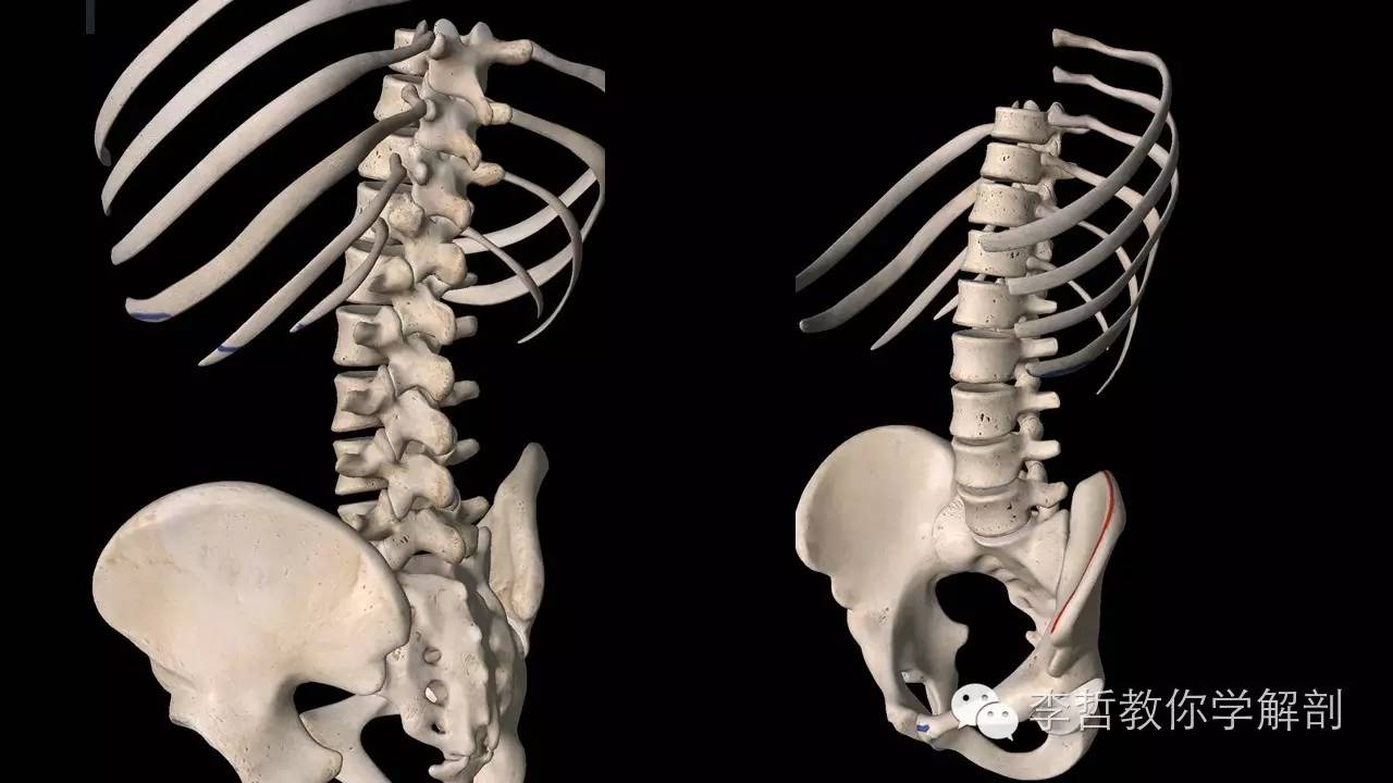 腰痛腹横肌痛,腹壁肌疼痛症状