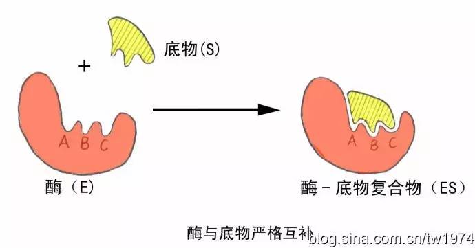 酵素哪个品牌靠谱,酵素排宿便靠谱吗