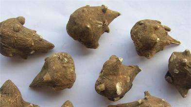 中药附子使用歌诀,每日一味中药附子