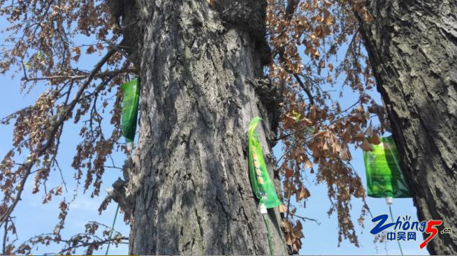 260岁的古树挂了6袋营养液打针挂水是热得中暑了？