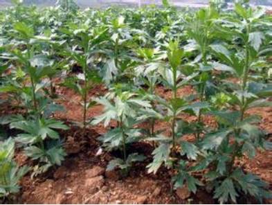 中药知识必学牡蛎,中药知识必学泽兰