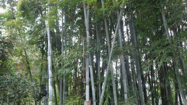 南昆山哪里好玩,惠州龙门南昆山
