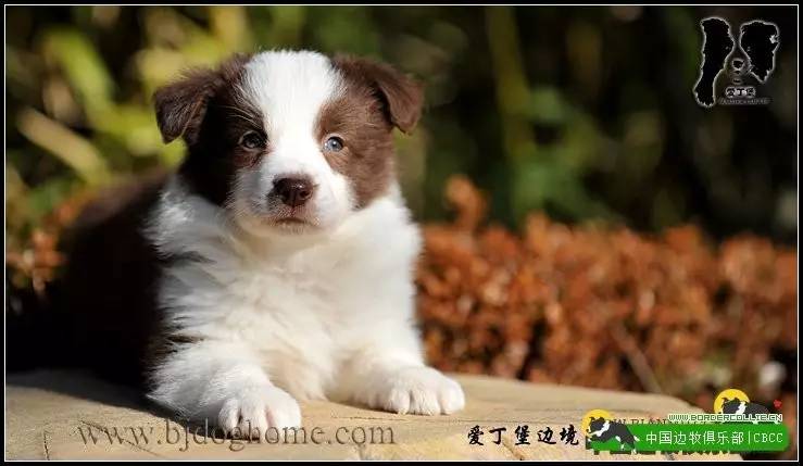 一梦谈狗l边牧的脸怎样比较美？