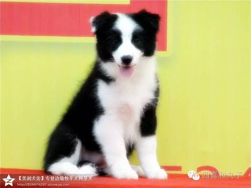 一梦谈狗l边牧的脸怎样比较美？