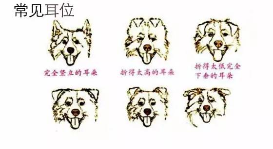 一梦谈狗l边牧的脸怎样比较美？