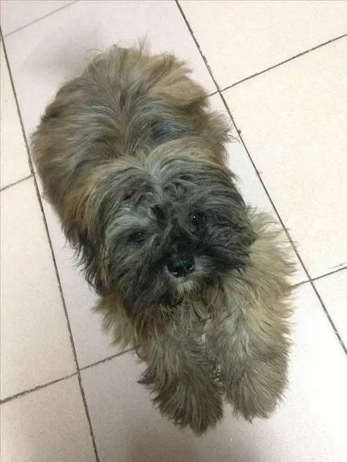 狗狗对着门外大叫是怎么了,狗为什么老是敲自己家的门