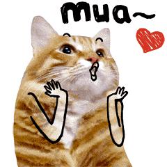 刚买来的荷兰猪放哪里养好,荷兰猪群居好还是不群养好