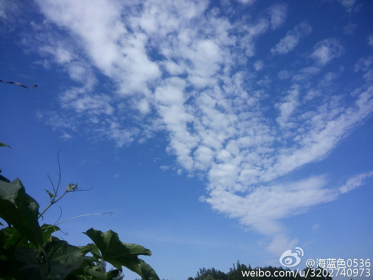 天津蓝眼泪视频,天津蓝眼泪最新视频