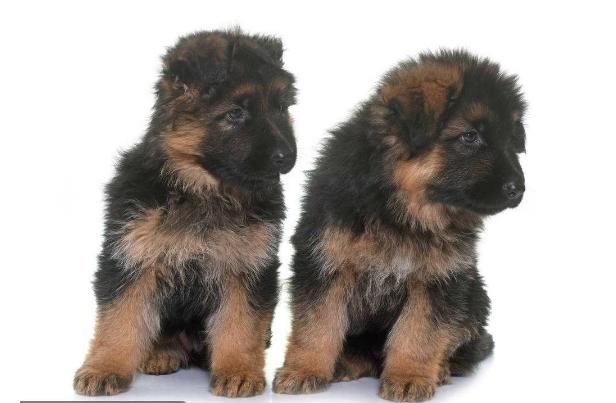 德国牧羊犬和罗威纳犬哪个好,哪里能买到正宗的德国牧羊犬