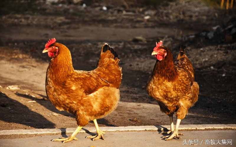 蛋鸡散养和圈养的好处,蛋鸡难养的原因