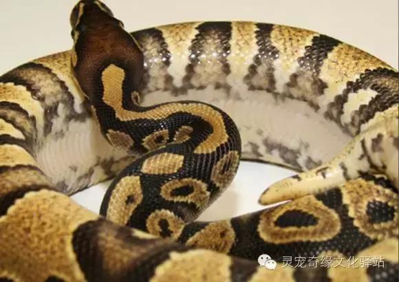 球蟒基因组合大全,球蟒基因品系图鉴下载