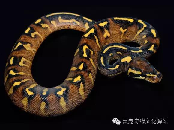 球蟒基因图鉴入门,球蟒基因品系大全