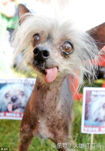 最丑狗狗,你见过世界上最凶的狗吗