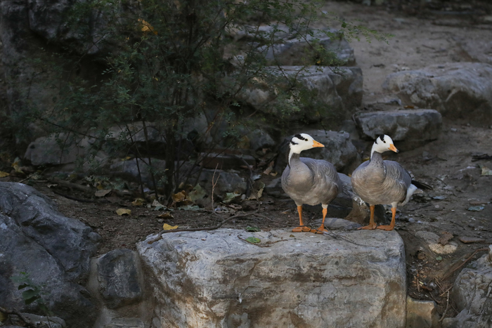 腾龙150-600g2镜头防抖模式详解,腾龙150-600镜头固件升级