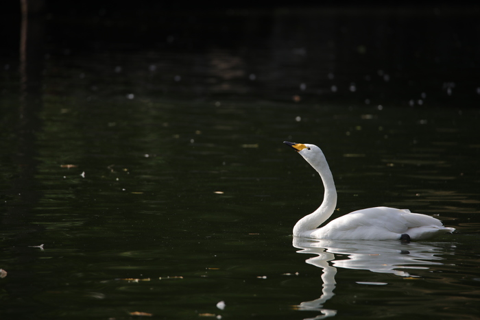 腾龙150-600g2镜头防抖模式详解,腾龙150-600镜头固件升级