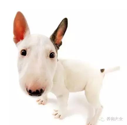 小狗刨洞,小狗刨洞是怎么回事