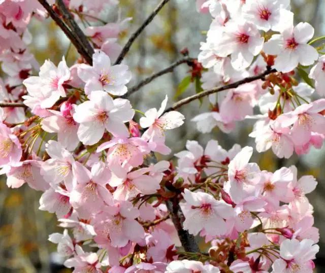 大空翼是哪部动漫,大空翼动画片合集