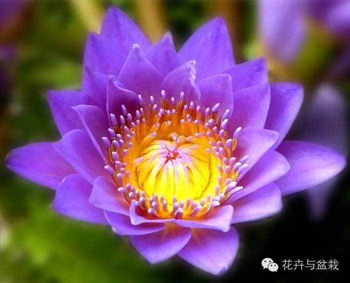 地球上那些奇异的花儿，特别的花送给特别的你