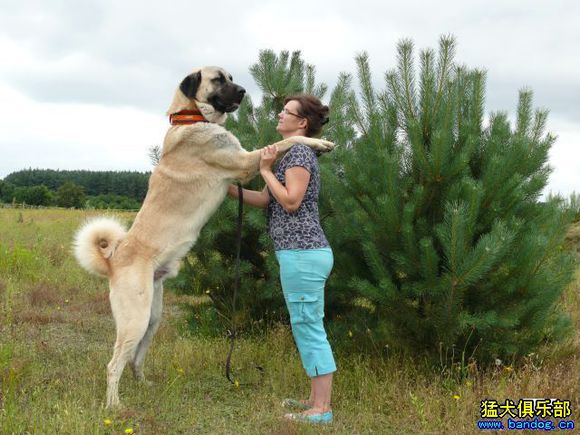 各个国家的土狗图片,20个国家土狗图片