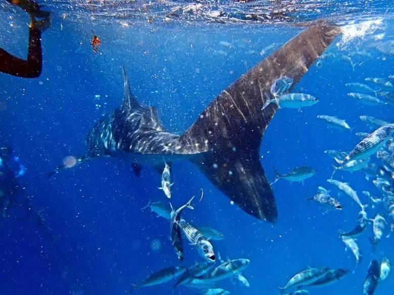 月薪3000的tiffany蓝钻岛