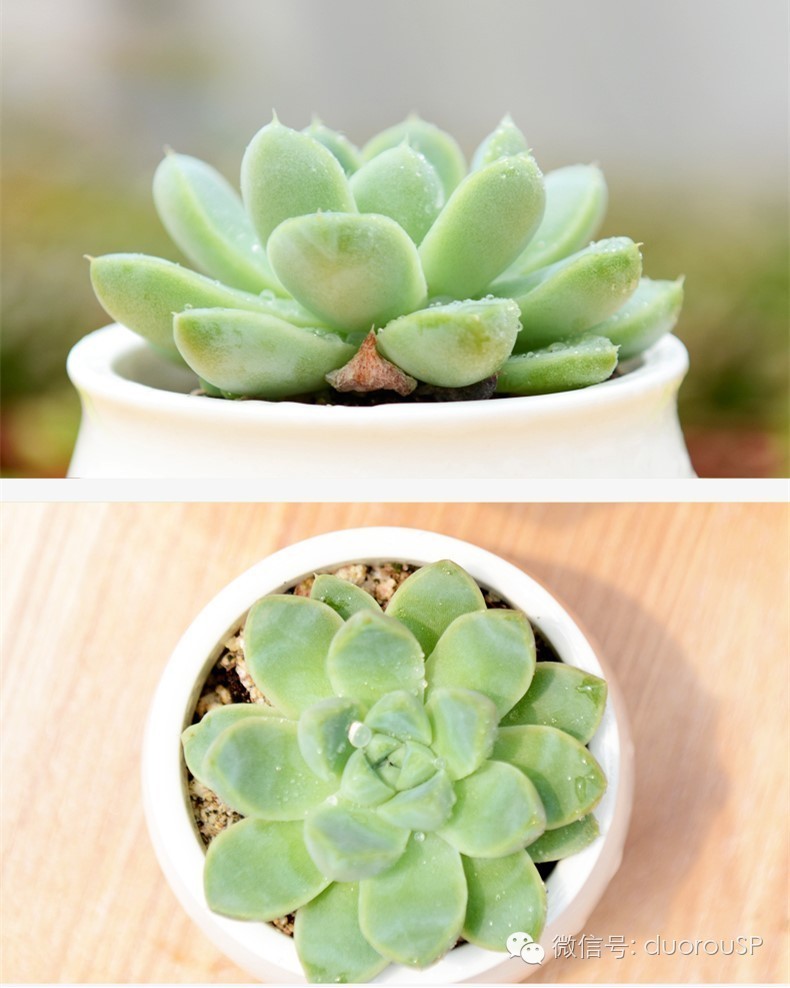 中秋送礼送水果可以吗,中秋送礼除了螃蟹还可以送什么