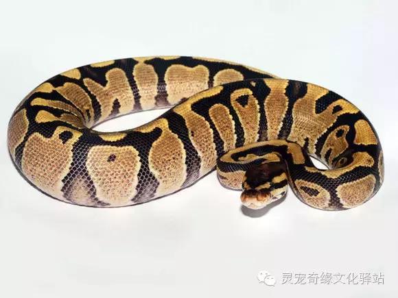 球蟒基因组合大全,球蟒基因品系图鉴下载