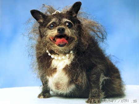 最丑狗狗,你见过世界上最凶的狗吗