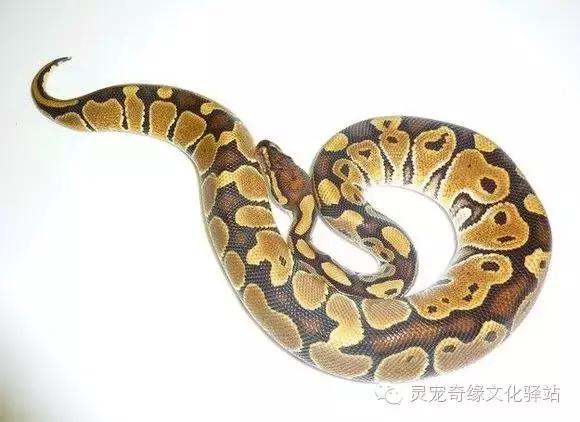 球蟒基因组合大全,球蟒基因品系图鉴下载