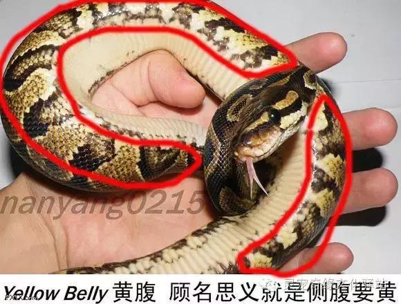 球蟒基因组合大全,球蟒基因品系图鉴下载