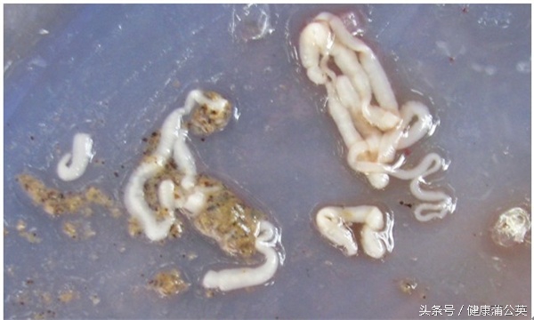米猪肉吃了一点会有危害吗,米猪肉能不能吃