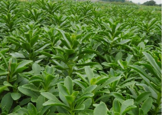 营养菜高钙菜,农民美食好吃不贵经济实惠