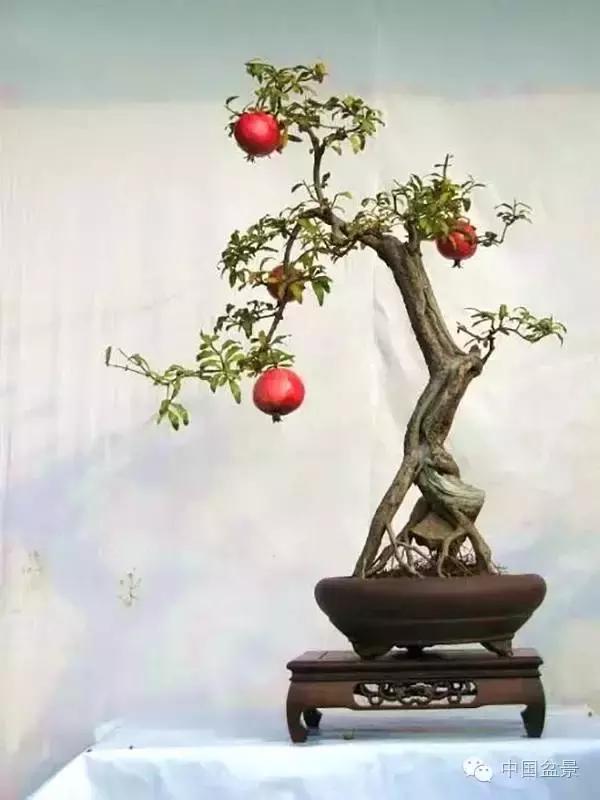 中秋赏桂花吃月饼,中秋佳节吃团圆