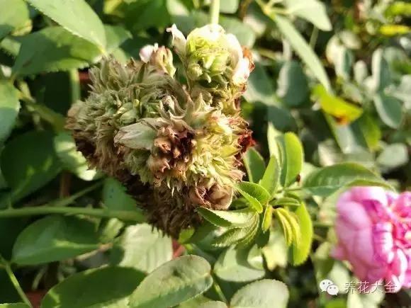 冰淇淋月季快开花的样子 (夏花标准的月季)