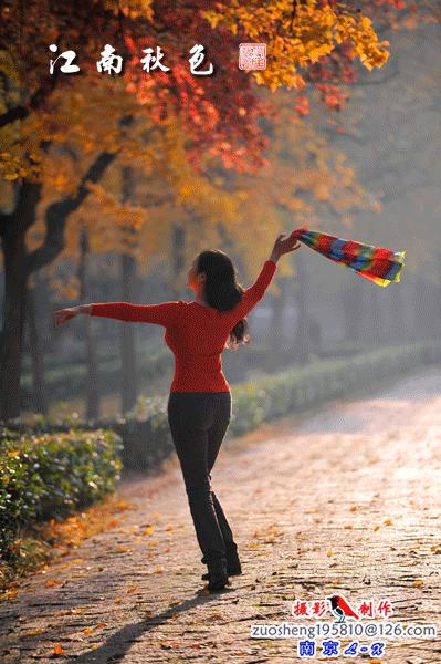 我是秋风君不知舞落枫叶寄相思