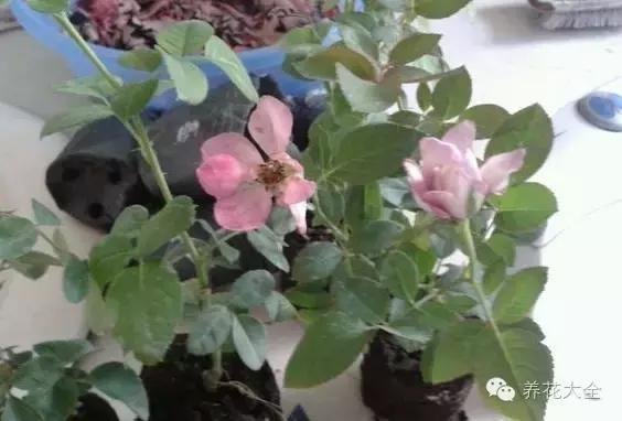 冰淇淋月季快开花的样子 (夏花标准的月季)