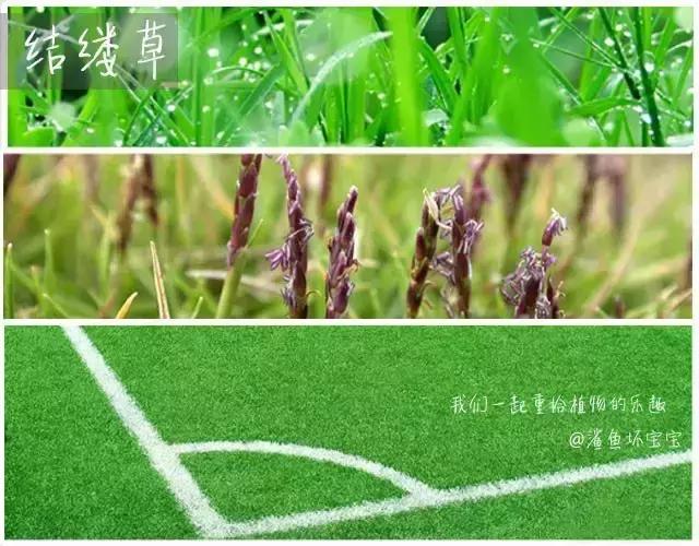 植物世界,植物世界月见草