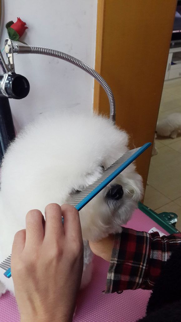 比熊怎么喂省钱,比熊自己做饭的健康食谱