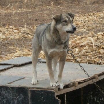 纯纯的土狗,纯纯的小土狗