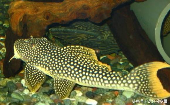 怎么不让鱼得水霉病,如何才能让鱼不生病