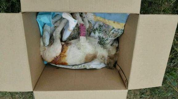 小狗被医院治死,小狗狗被人用糖葫芦刺穿身体