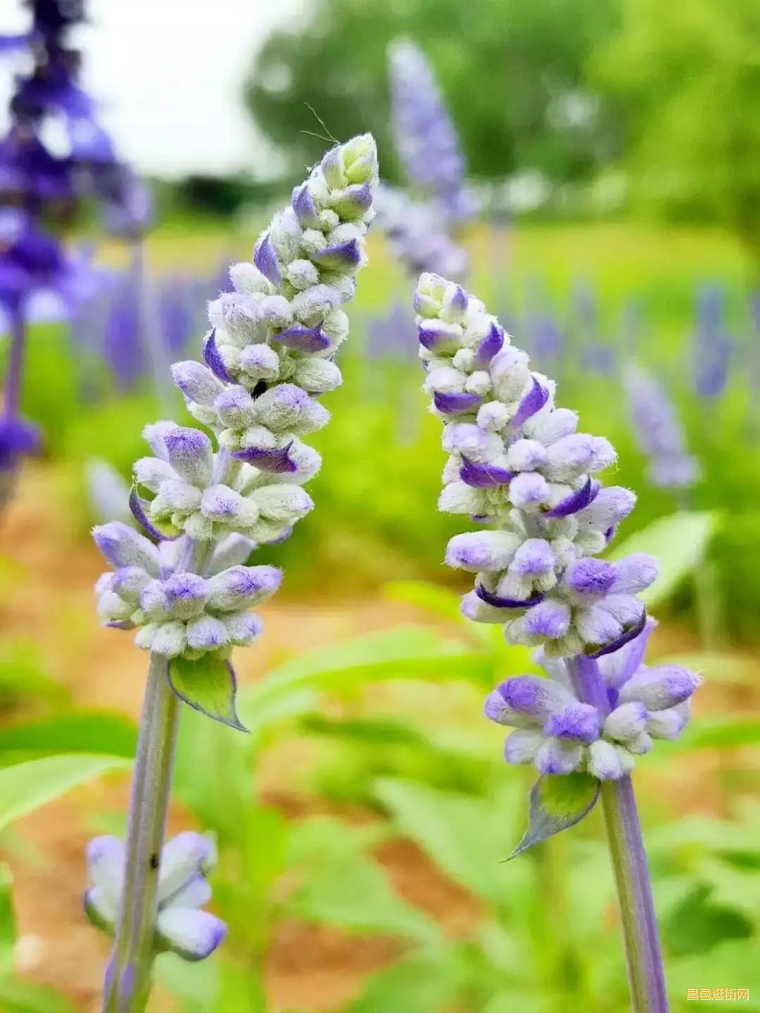 潍坊昌邑，一座如此好色之城，我的家乡我骄傲