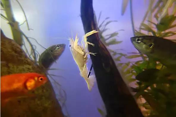 捕获大鱼惊悚片,拍到鲨鱼捕食鱼的真实一幕