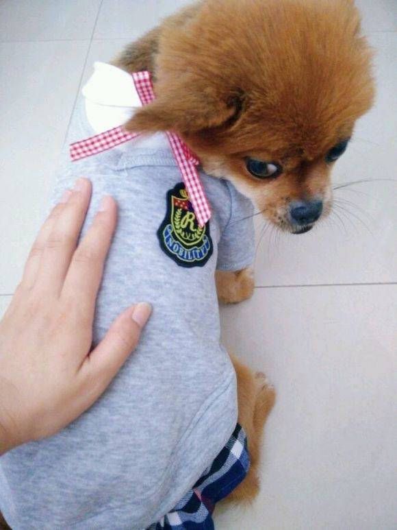 自制狗粮食谱100例,怎样自制狗粮视频教程