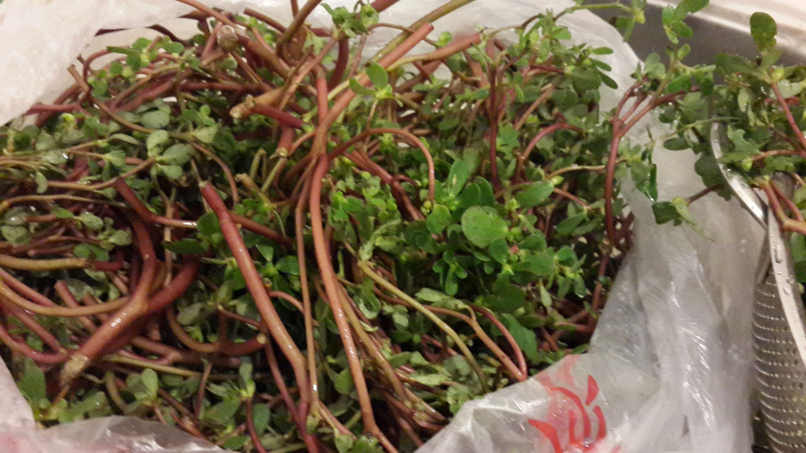 野生菜马齿苋的奇效,马齿笕山野菜