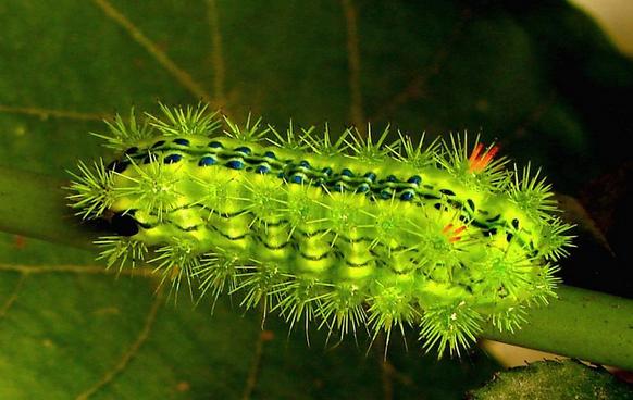 农村洋辣子的吃法大全,洋辣罐吃法