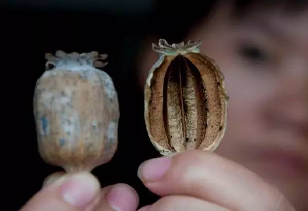 舌尖上的*粟罂**壳为啥就屡禁不绝？吃了真的会“上瘾”吗？