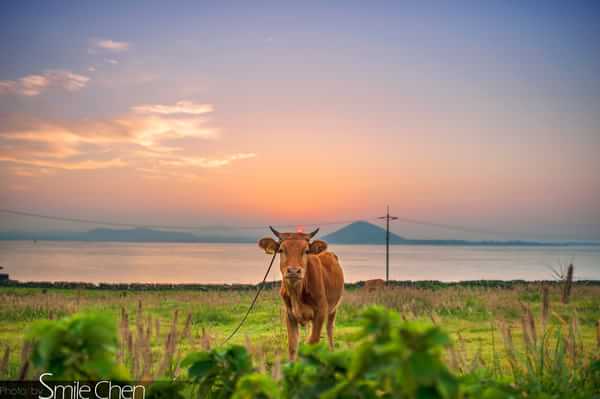 新窝济州岛,济州岛岛上