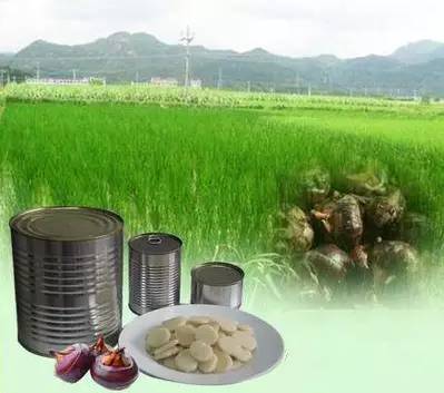 马蹄是种药材吗,马蹄是什么植物果实