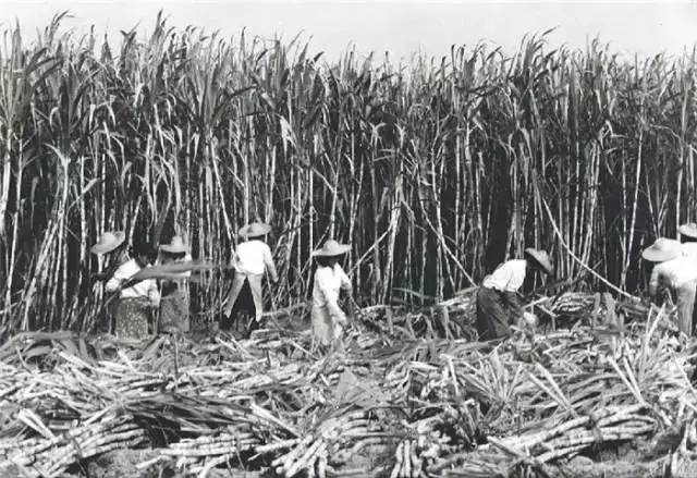 30年前东莞图片,30年前东莞打工老照片