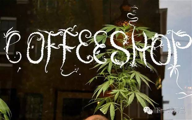 让*麻大**合法化的荷兰人,脑子里到底进了什么水?